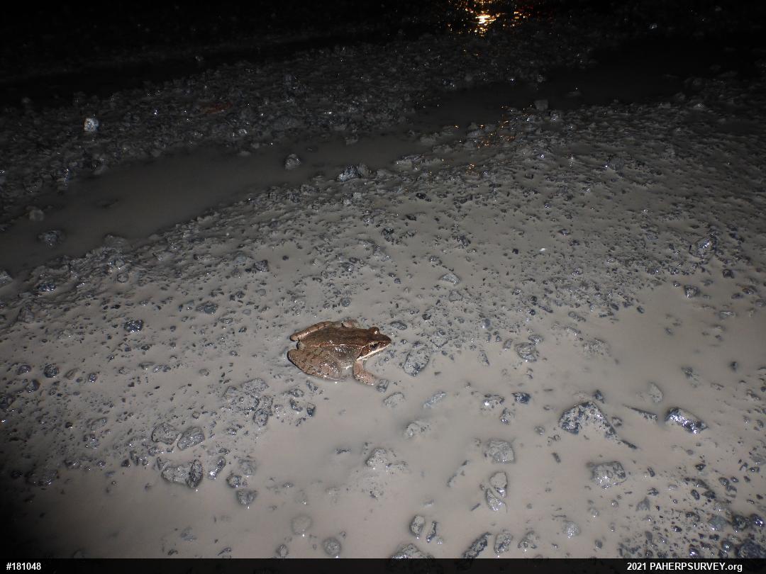 Wood Frog