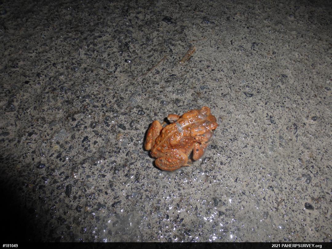 Eastern American Toad