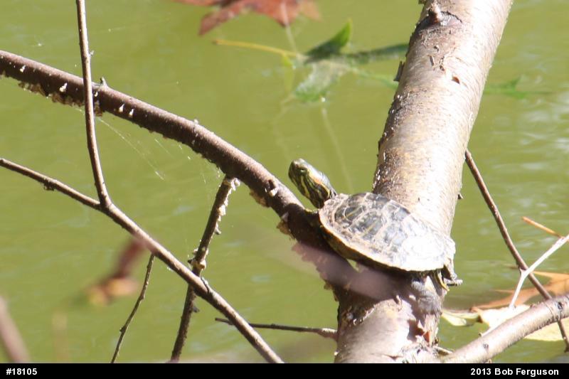 Red-eared Slider