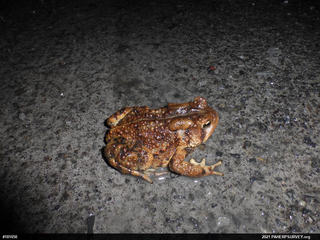 Eastern American Toad