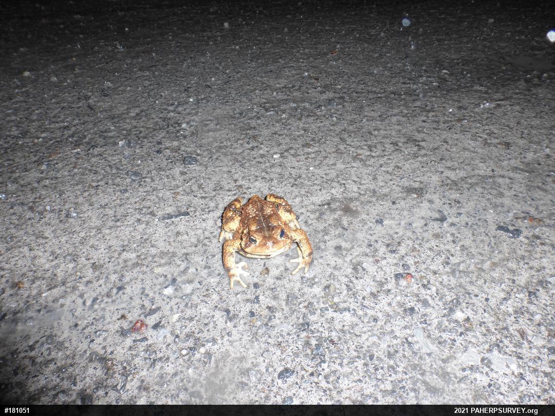 Eastern American Toad