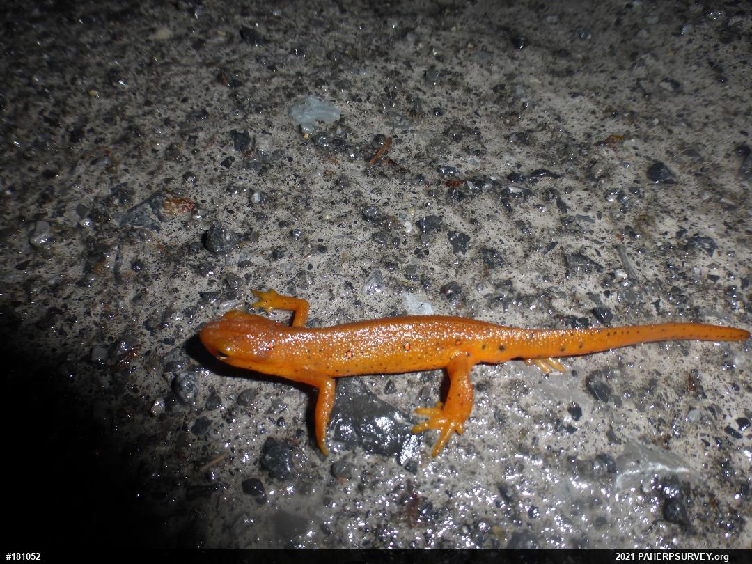 Red-spotted Newt
