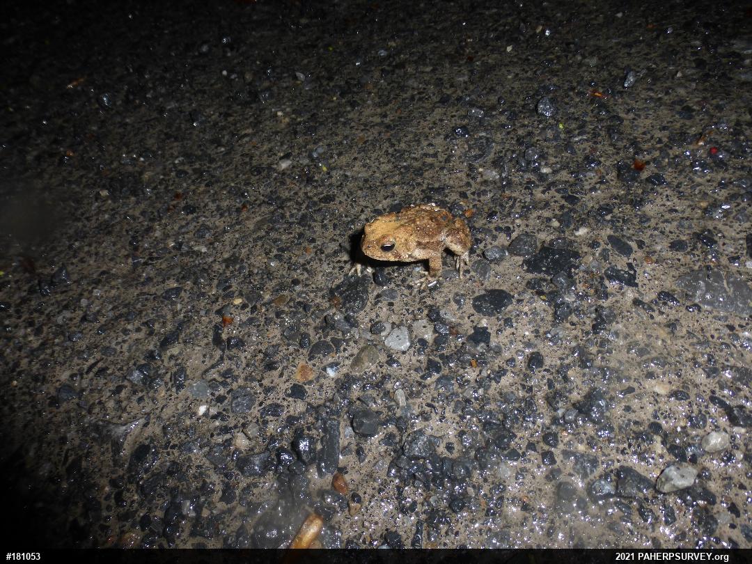 Eastern American Toad