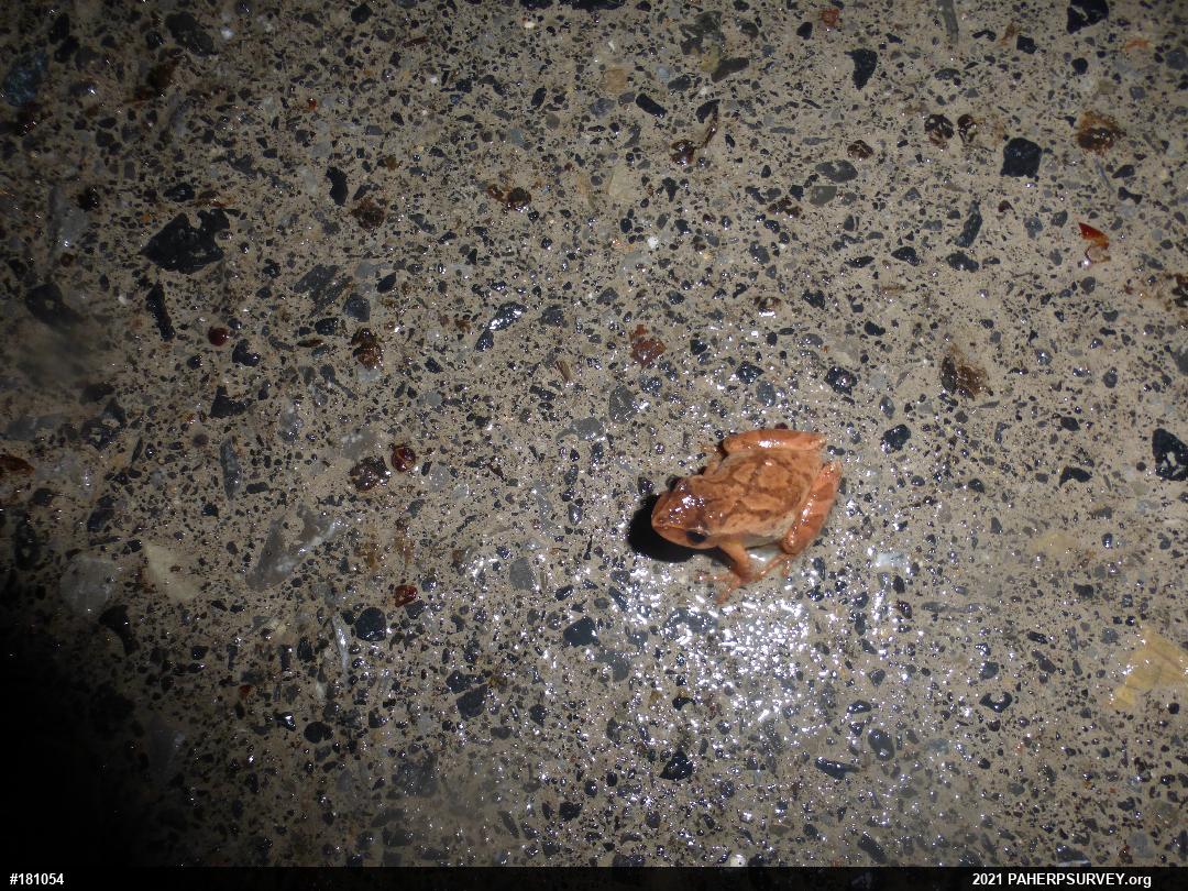 Spring Peeper