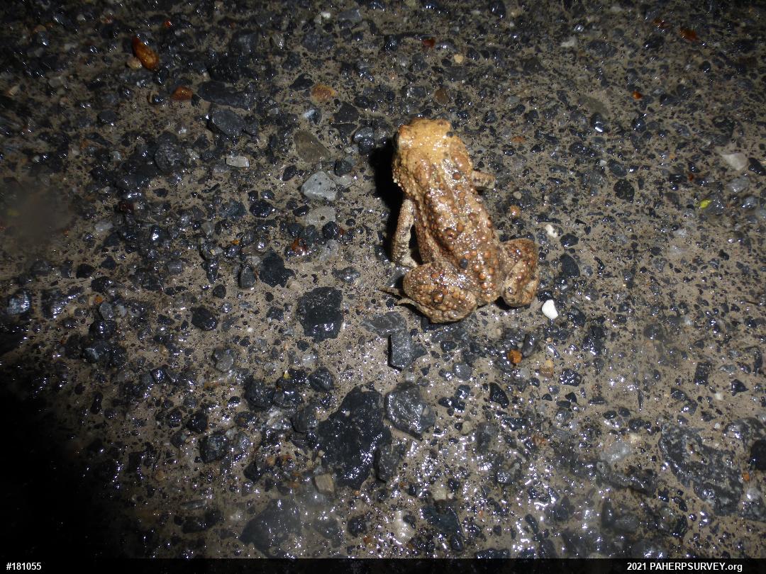 Eastern American Toad