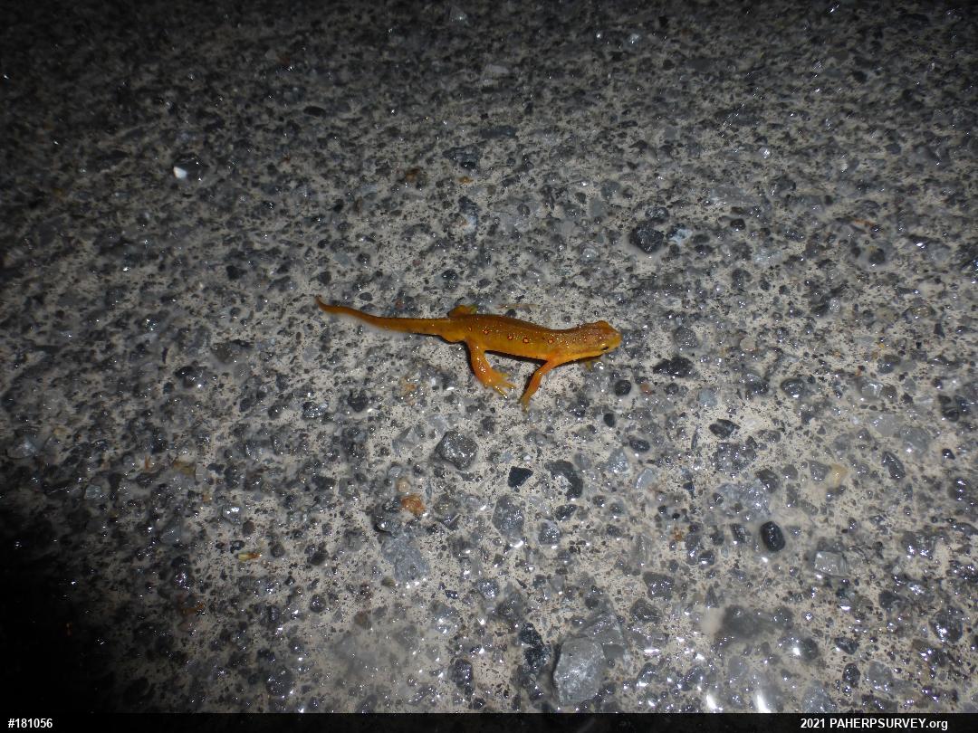 Red-spotted Newt