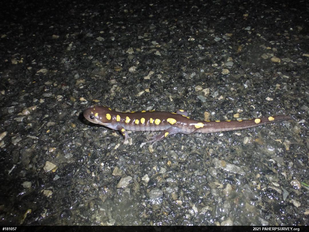 Spotted Salamander