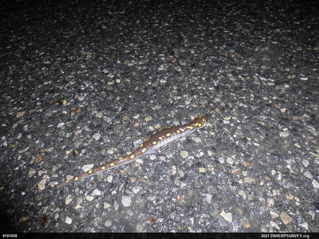 Spotted Salamander