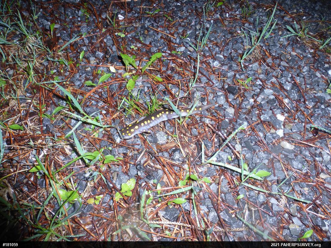 Spotted Salamander