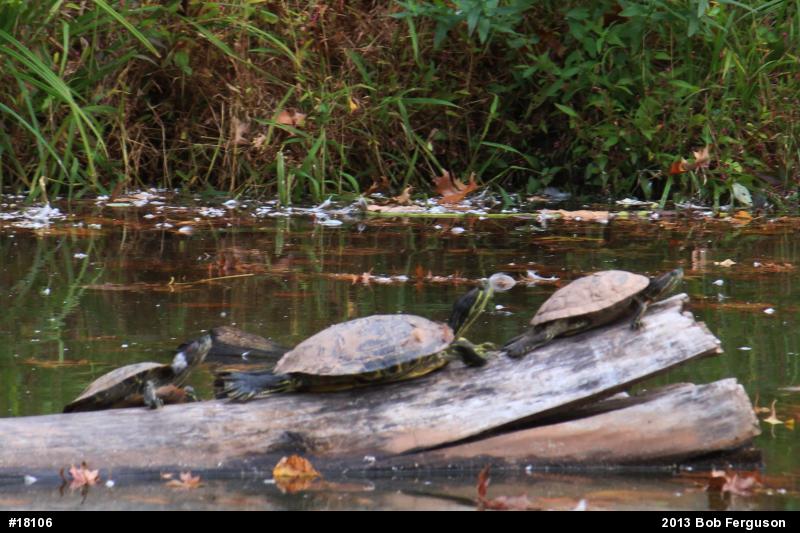 Red-eared Slider