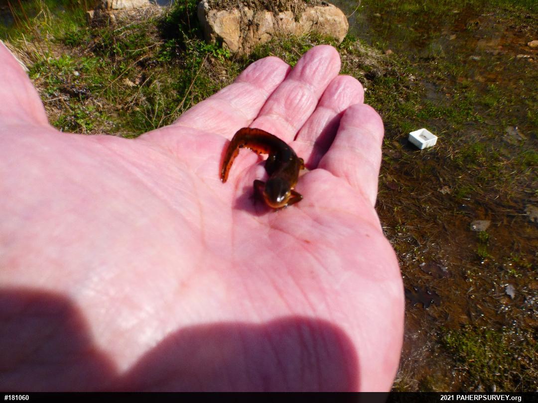 Red-spotted Newt