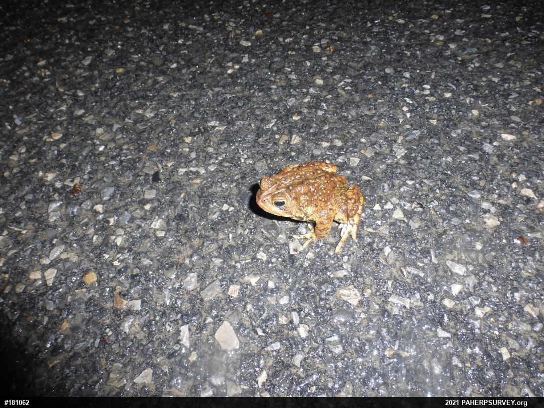 Eastern American Toad