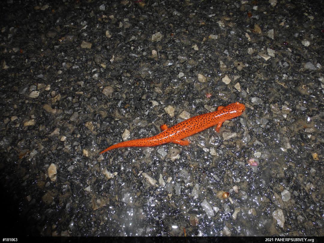 Northern Red Salamander