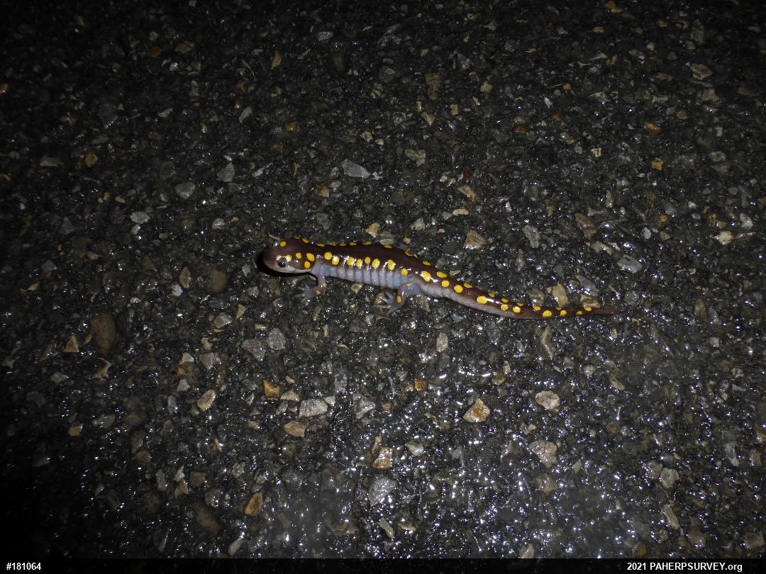 Spotted Salamander