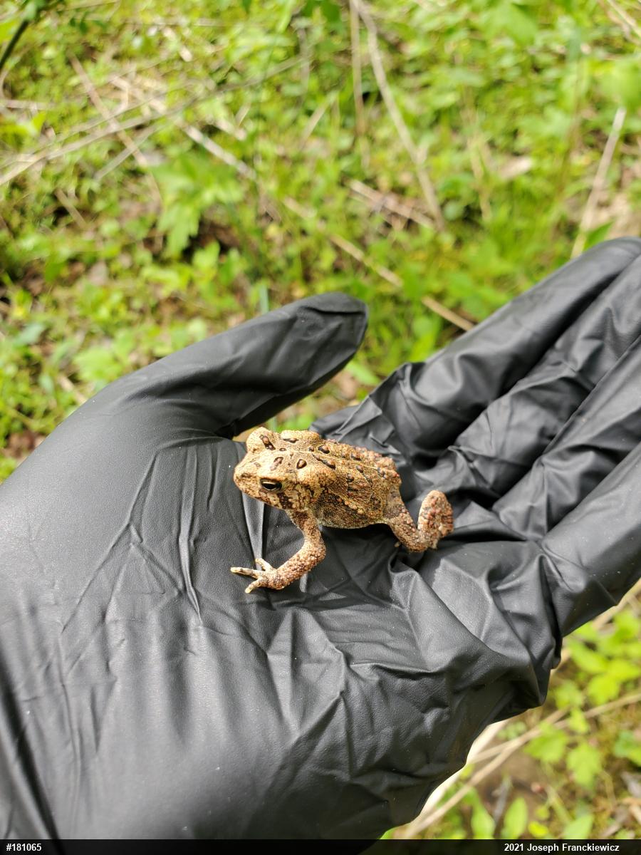 Eastern American Toad