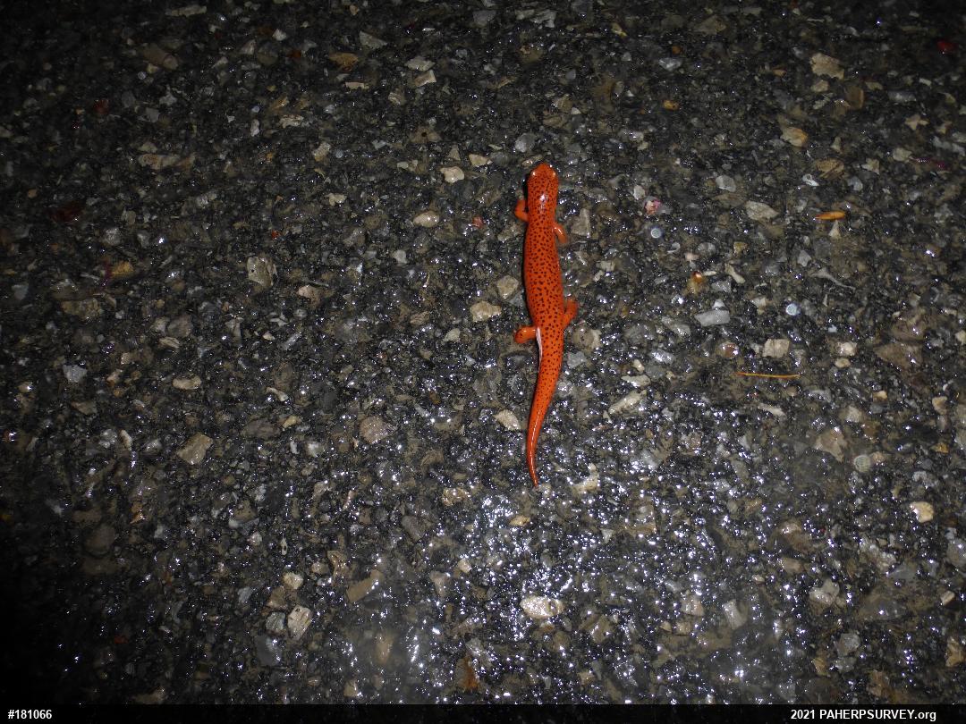 Northern Red Salamander