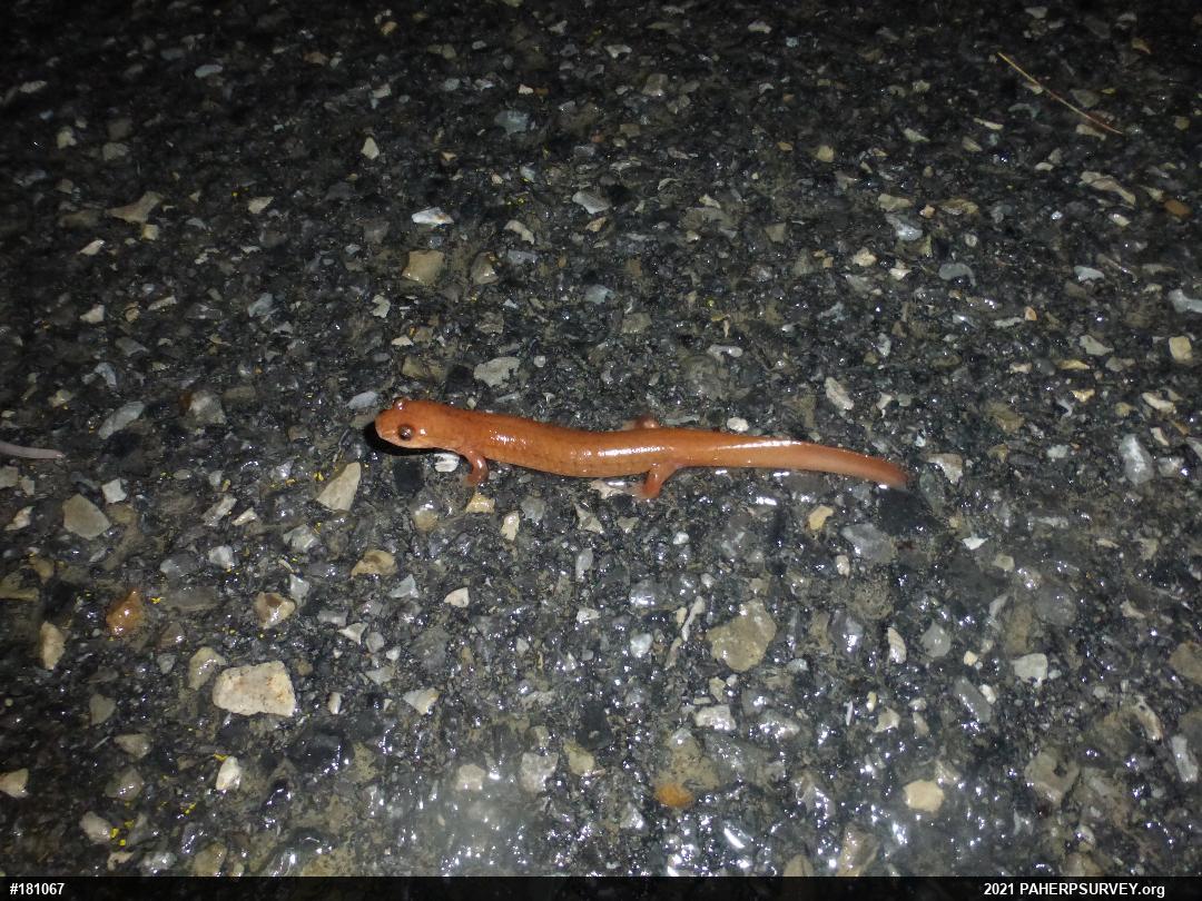 Northern Spring Salamander