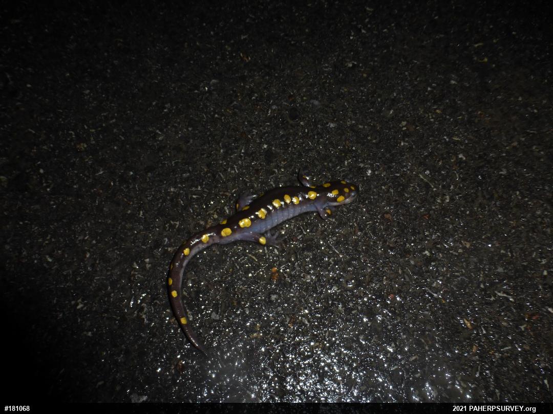 Spotted Salamander