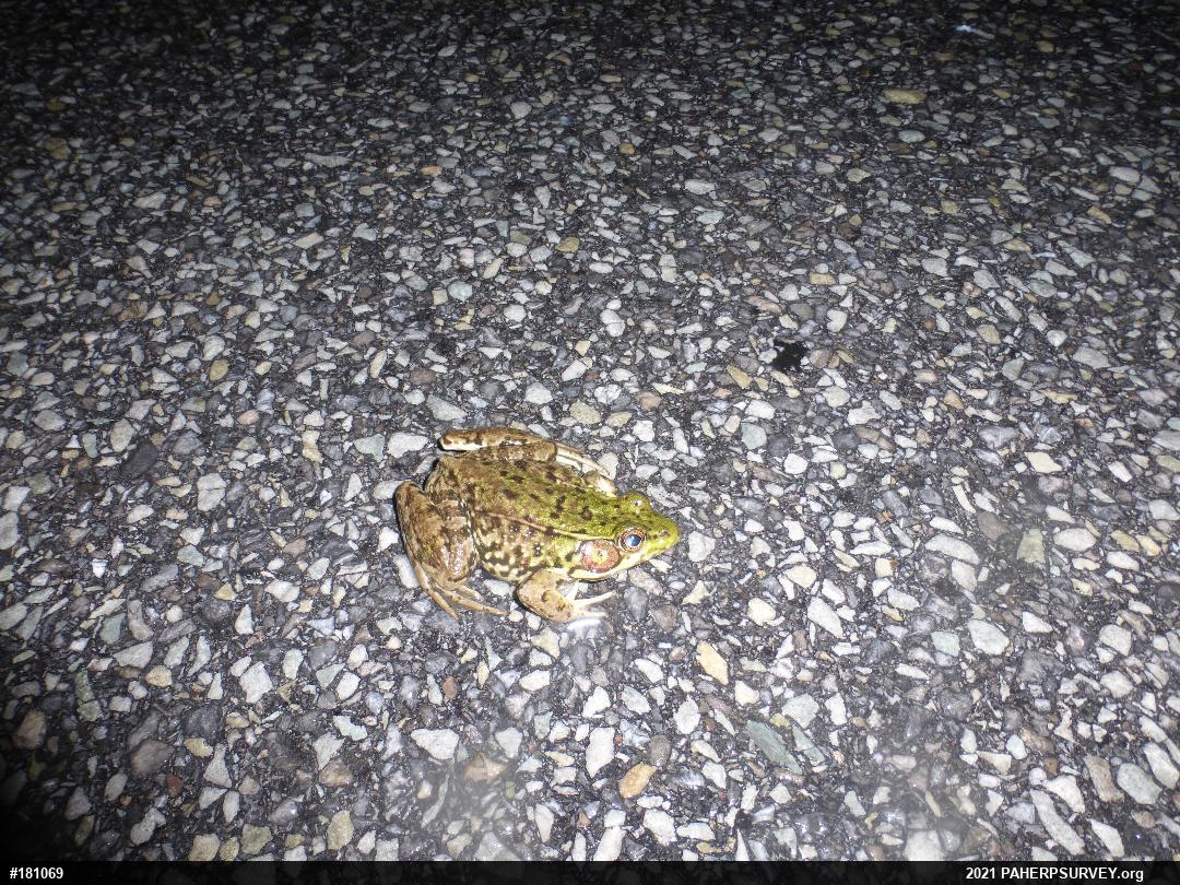 Green Frog