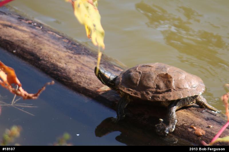 Red-eared Slider