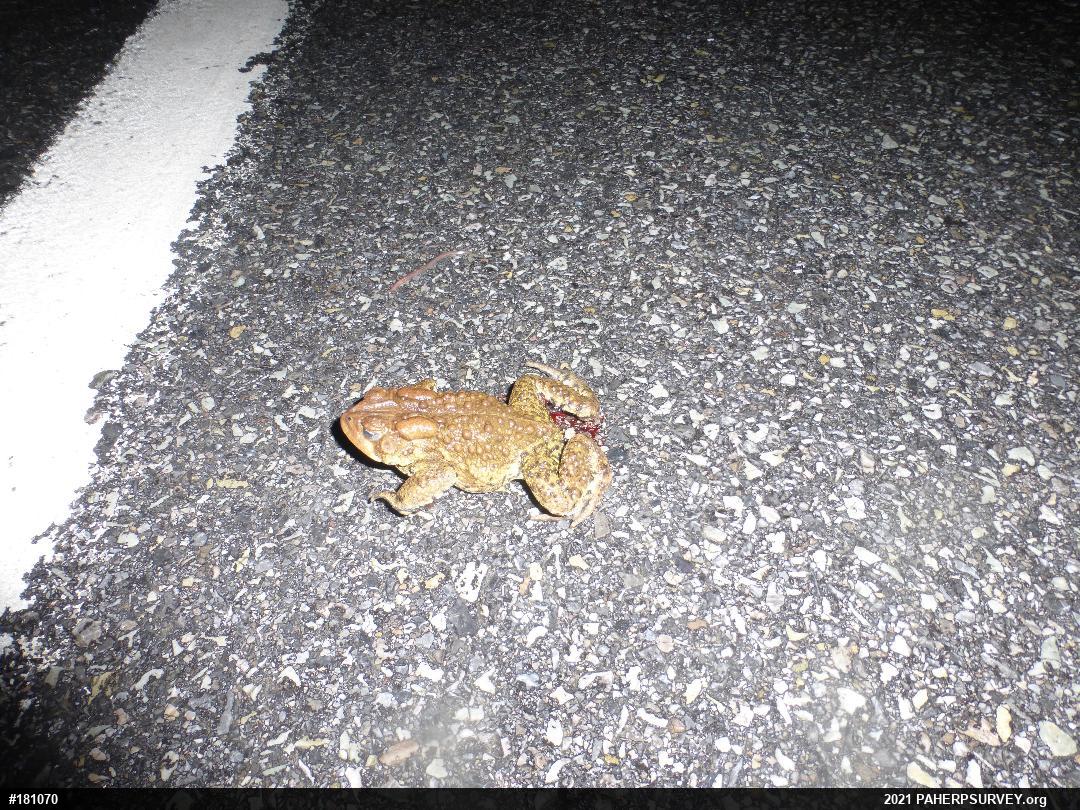 Eastern American Toad