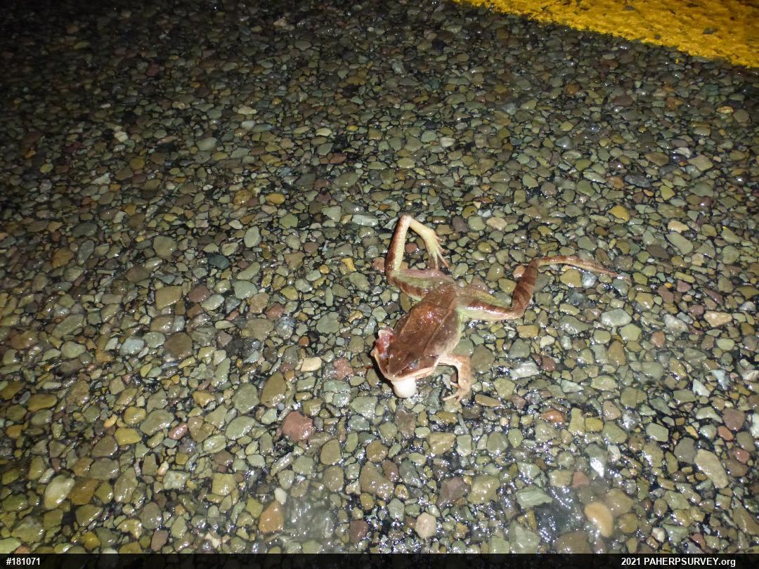 Wood Frog