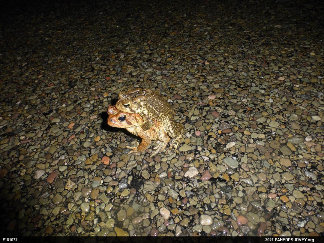 Eastern American Toad