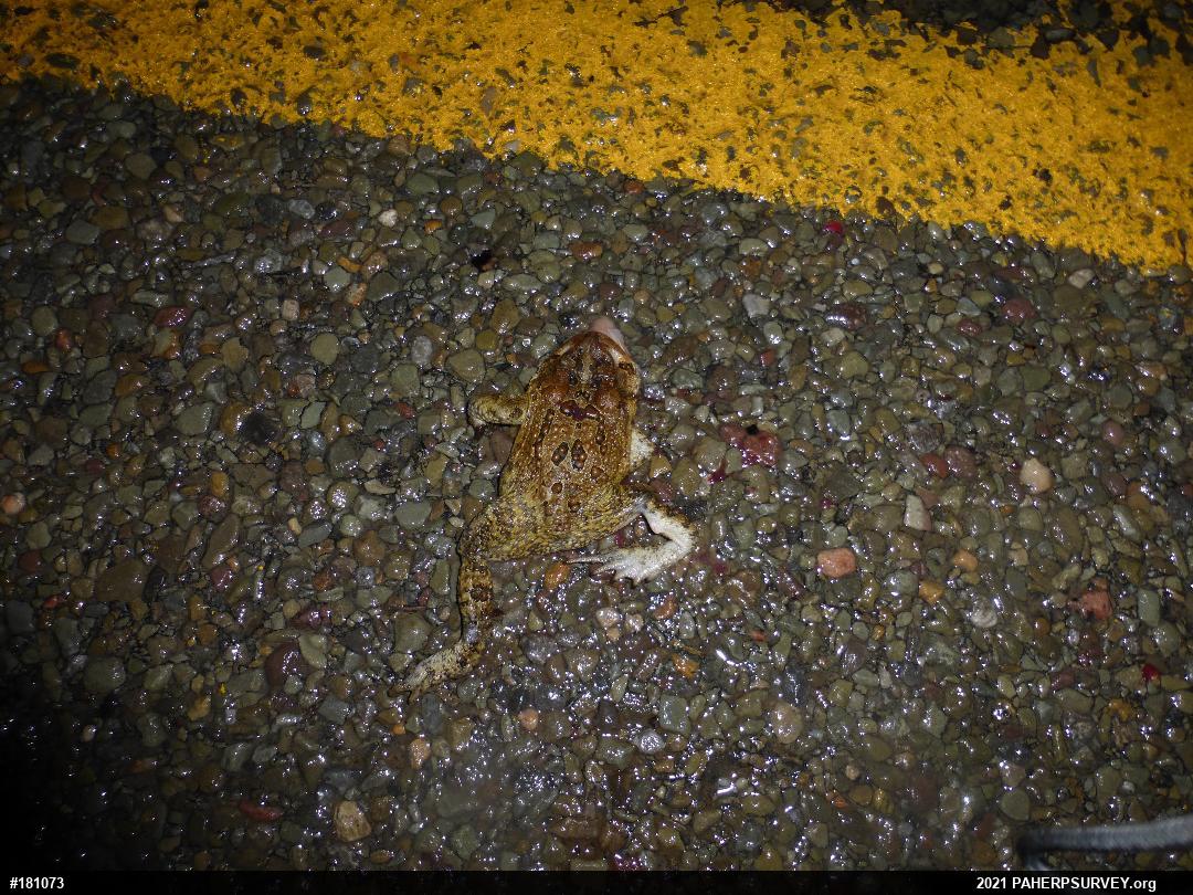Eastern American Toad