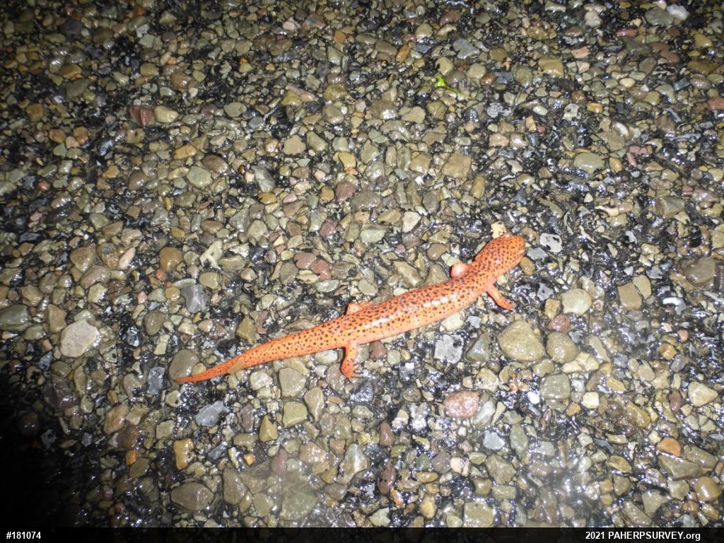 Northern Red Salamander