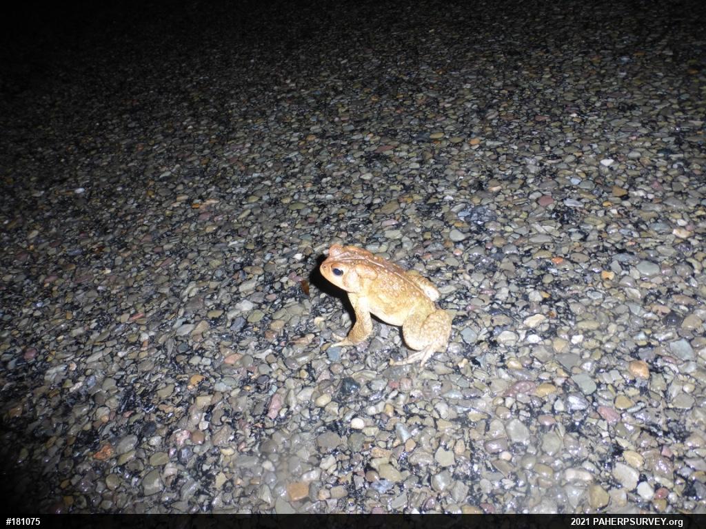Eastern American Toad