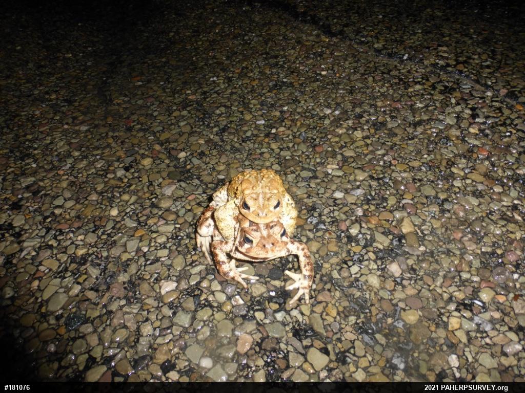 Eastern American Toad