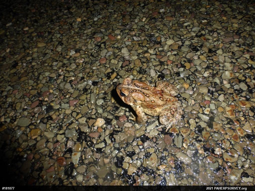 Eastern American Toad