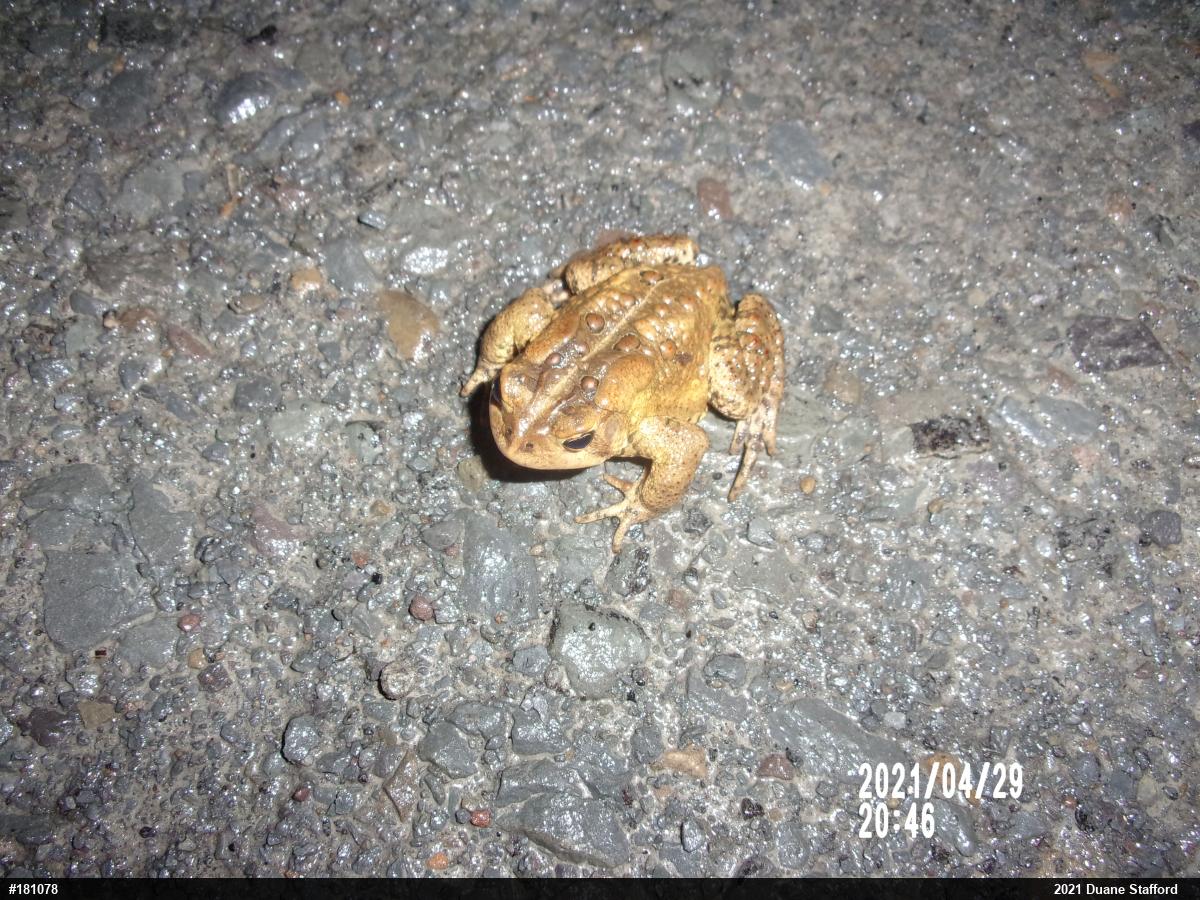 Eastern American Toad