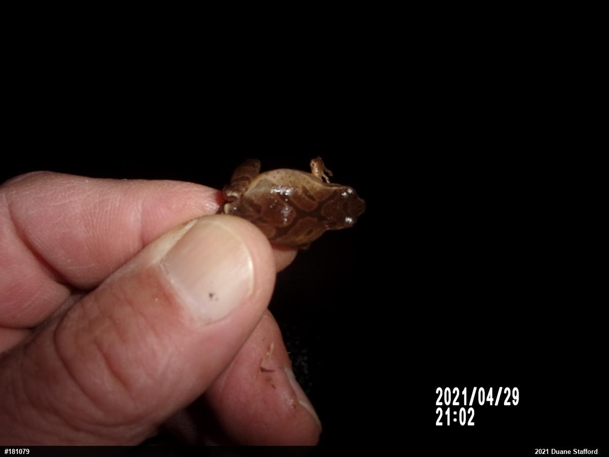 Spring Peeper
