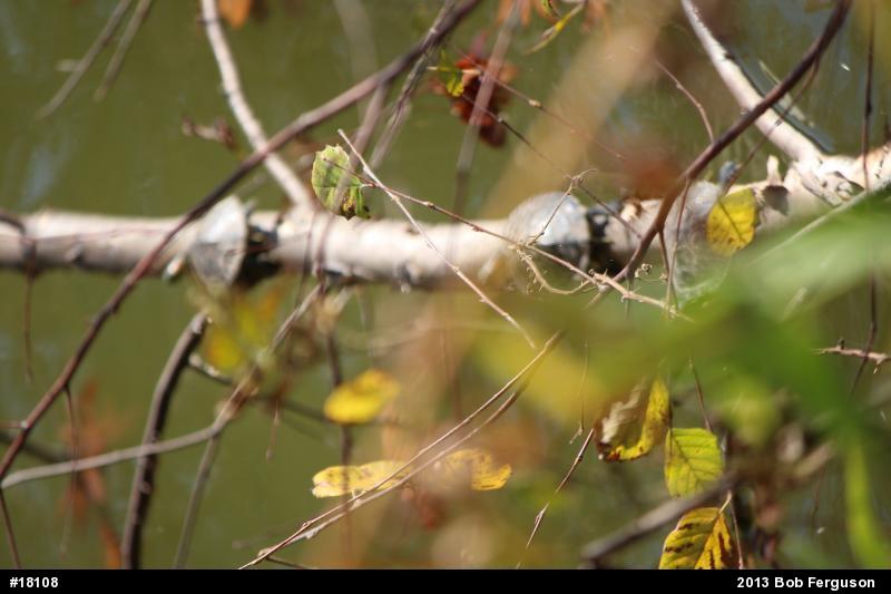 Red-eared Slider