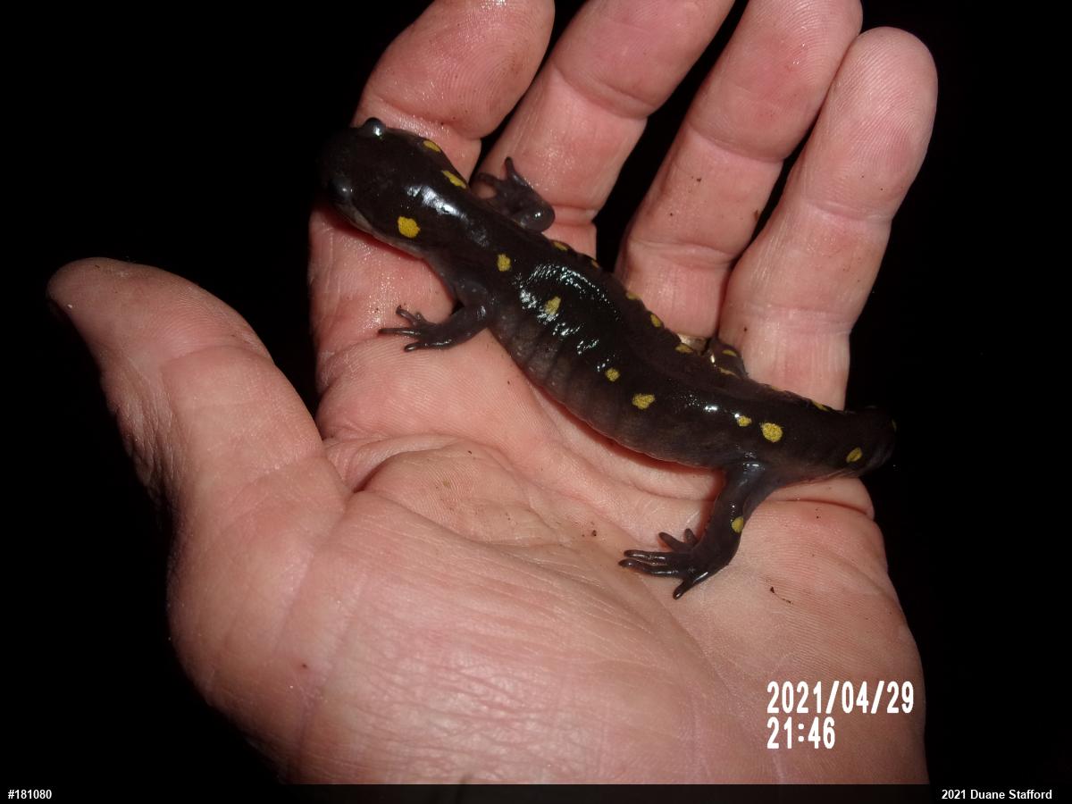 Spotted Salamander