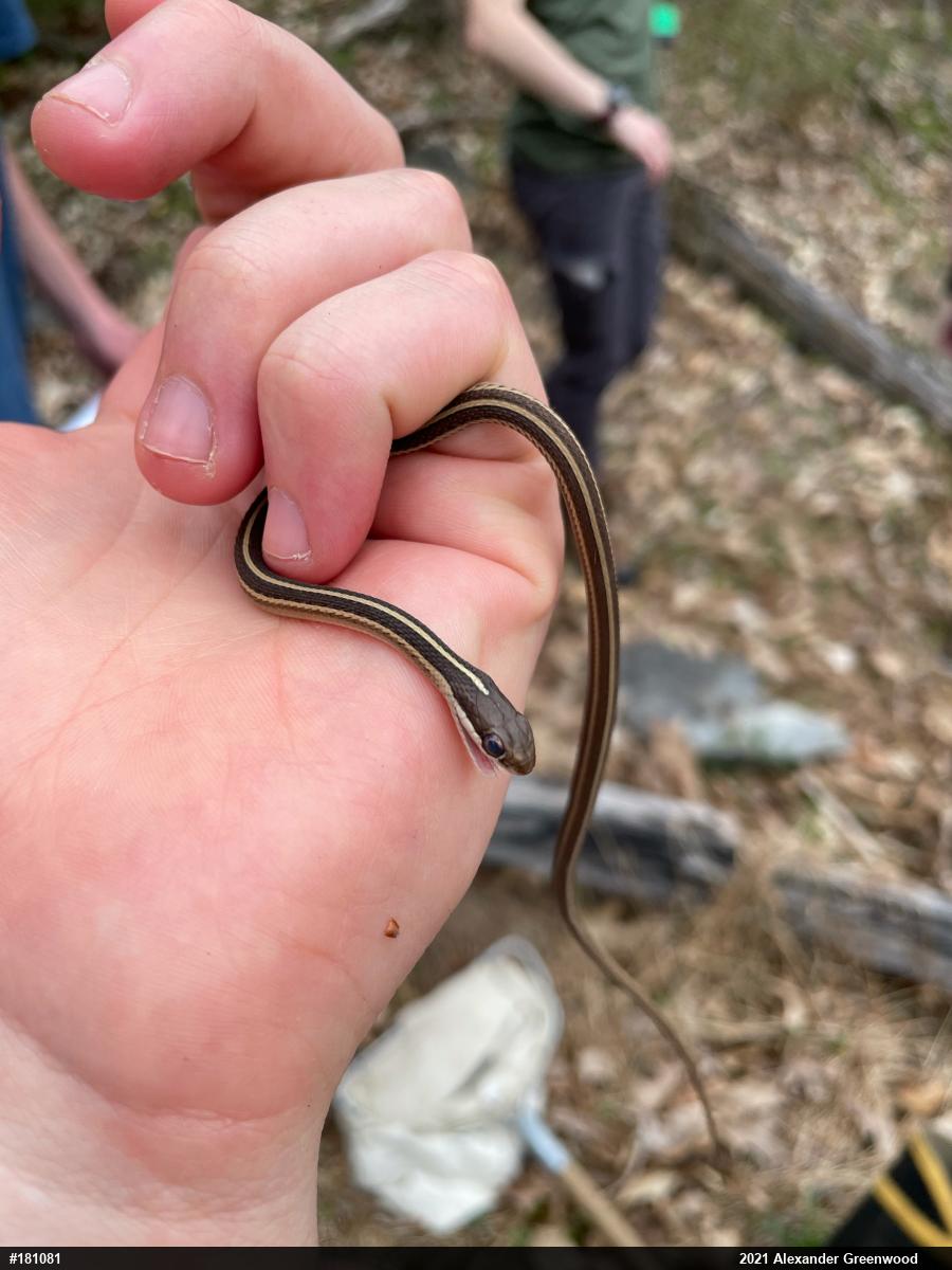 Eastern Ribbonsnake