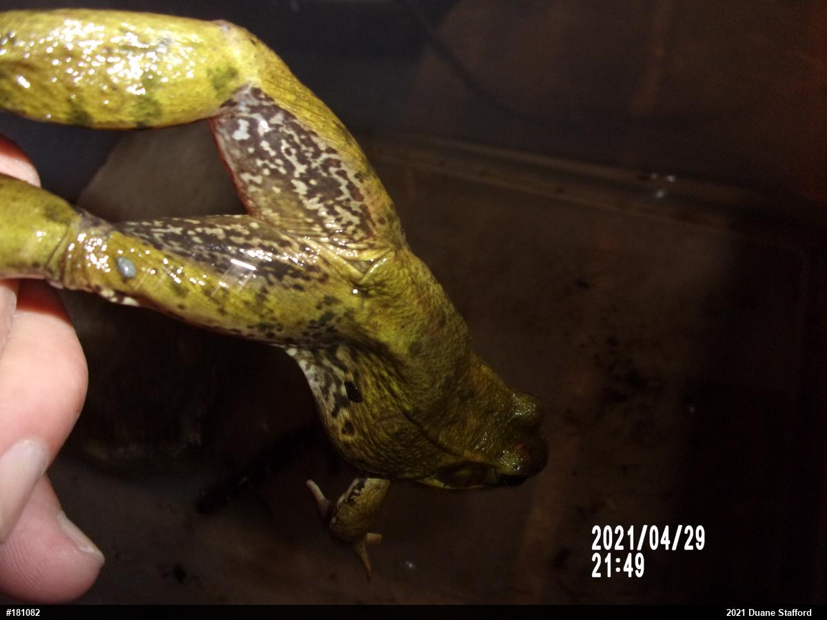 Green Frog
