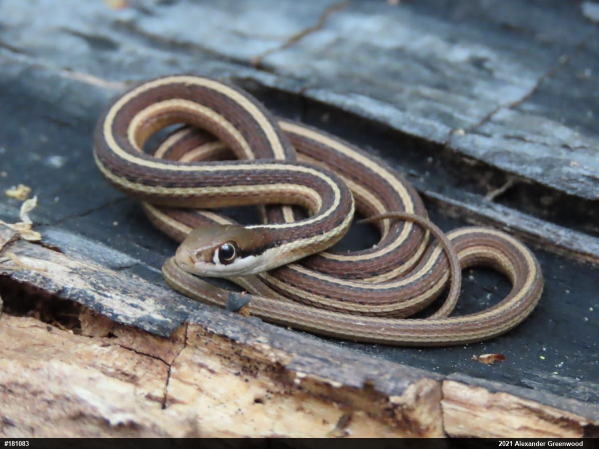 Eastern Ribbonsnake