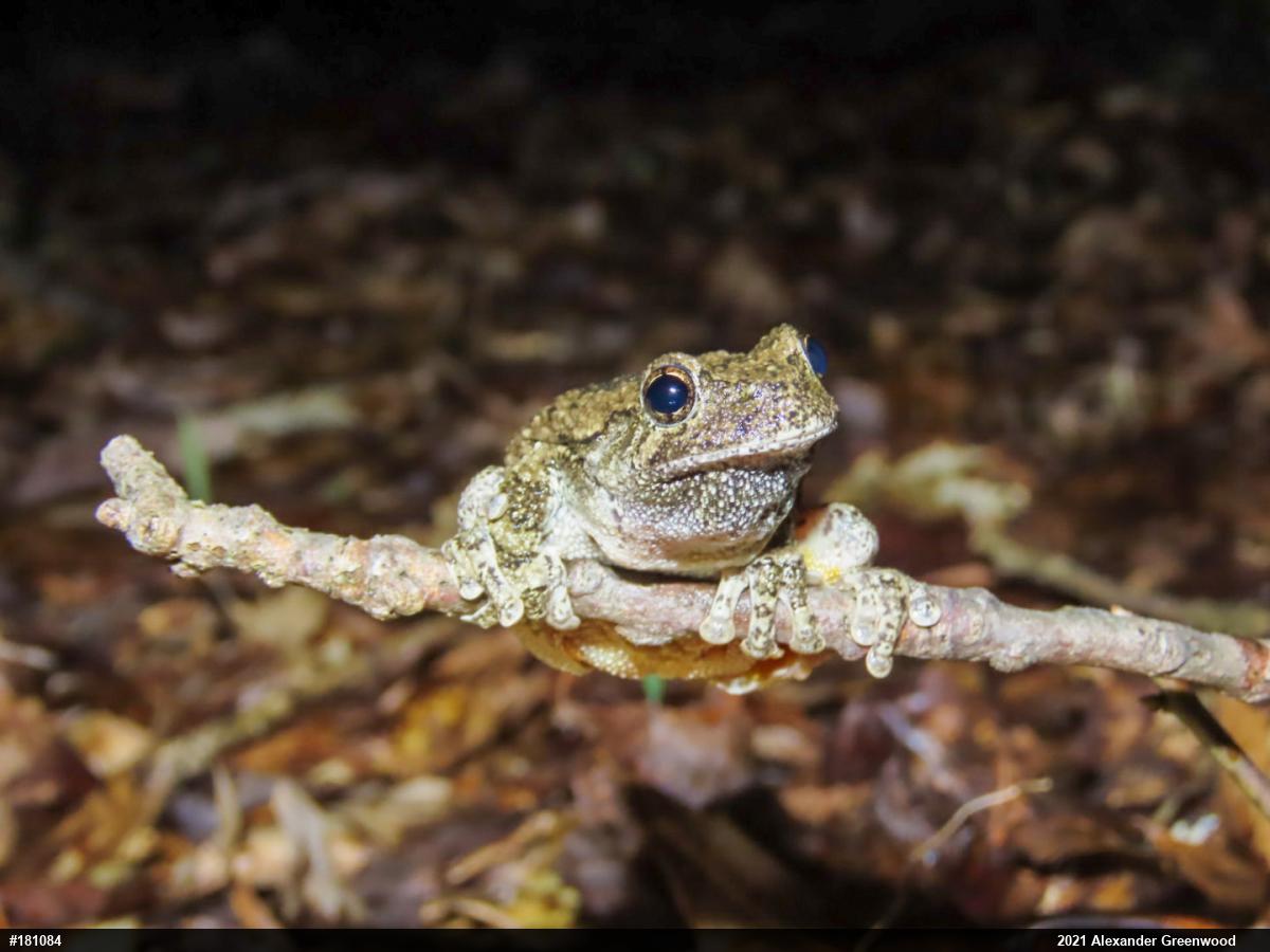 Unknown Gray Treefrog