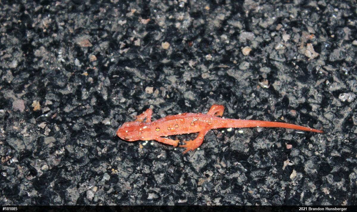 Red-spotted Newt