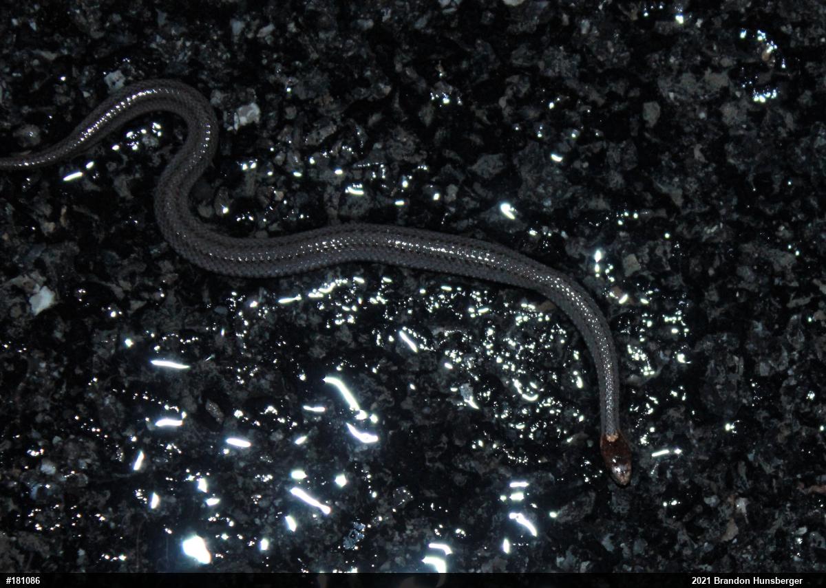 Red-bellied Snake