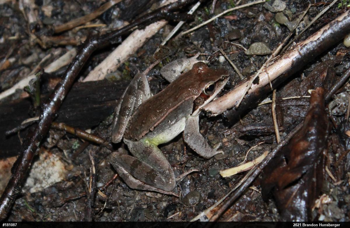 Wood Frog