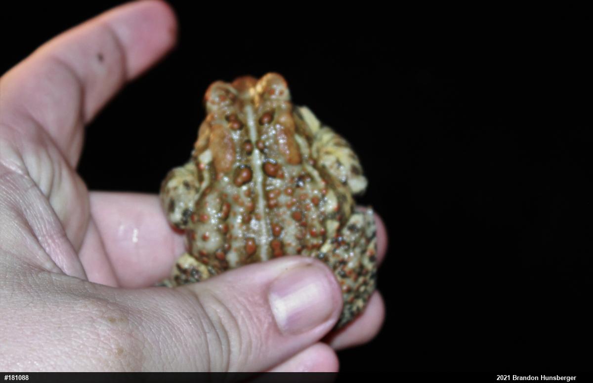 Eastern American Toad