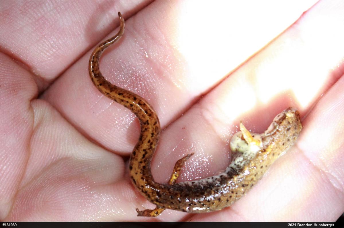 Four-toed Salamander