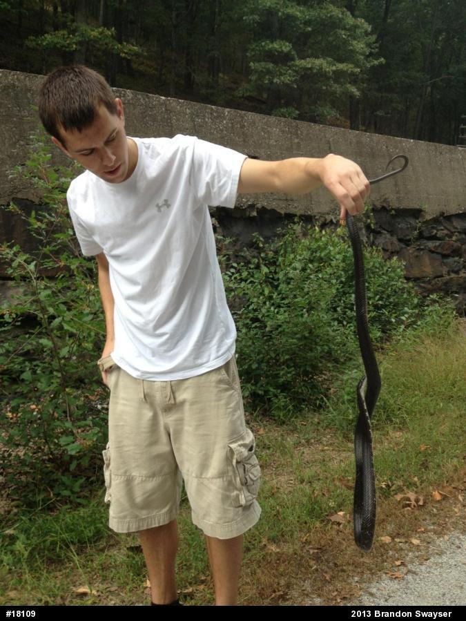 Eastern Ratsnake