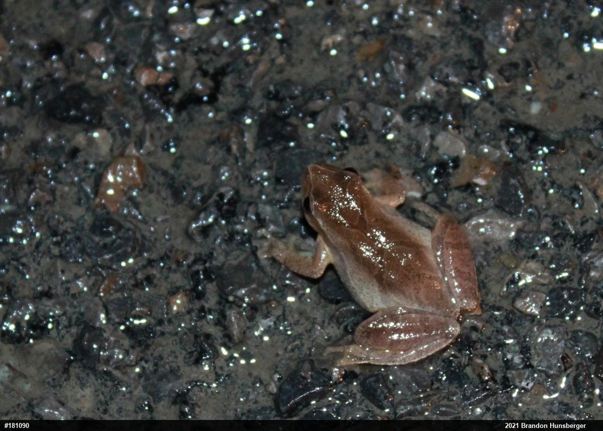 Spring Peeper