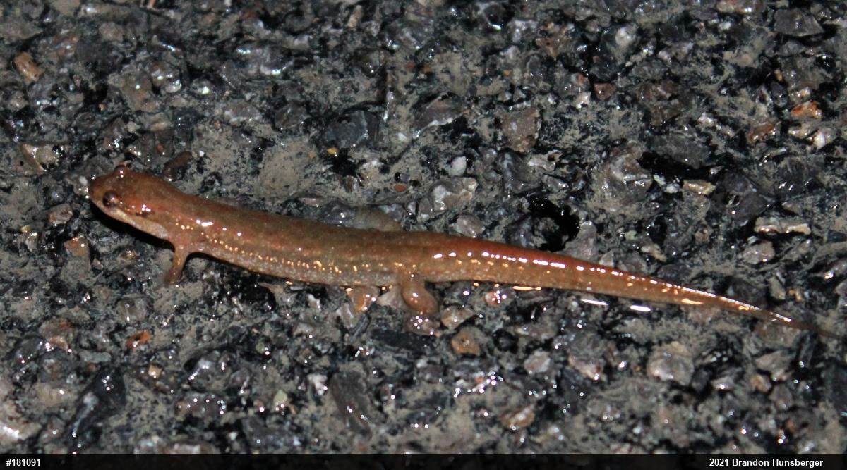 Northern Dusky Salamander