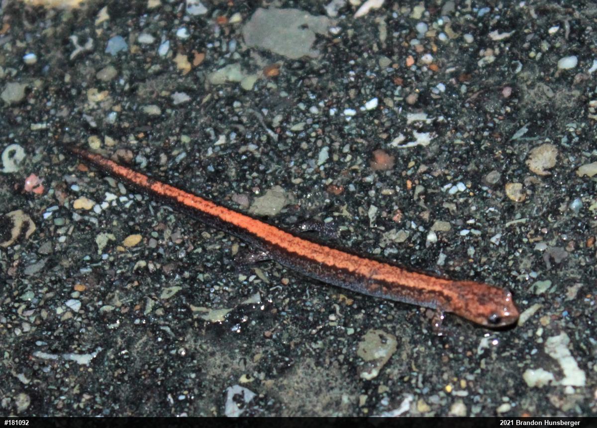 Eastern Red-backed  Salamander