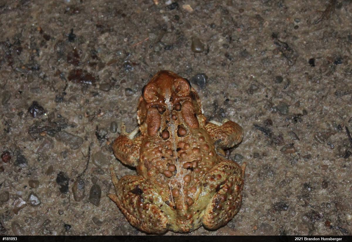 Eastern American Toad
